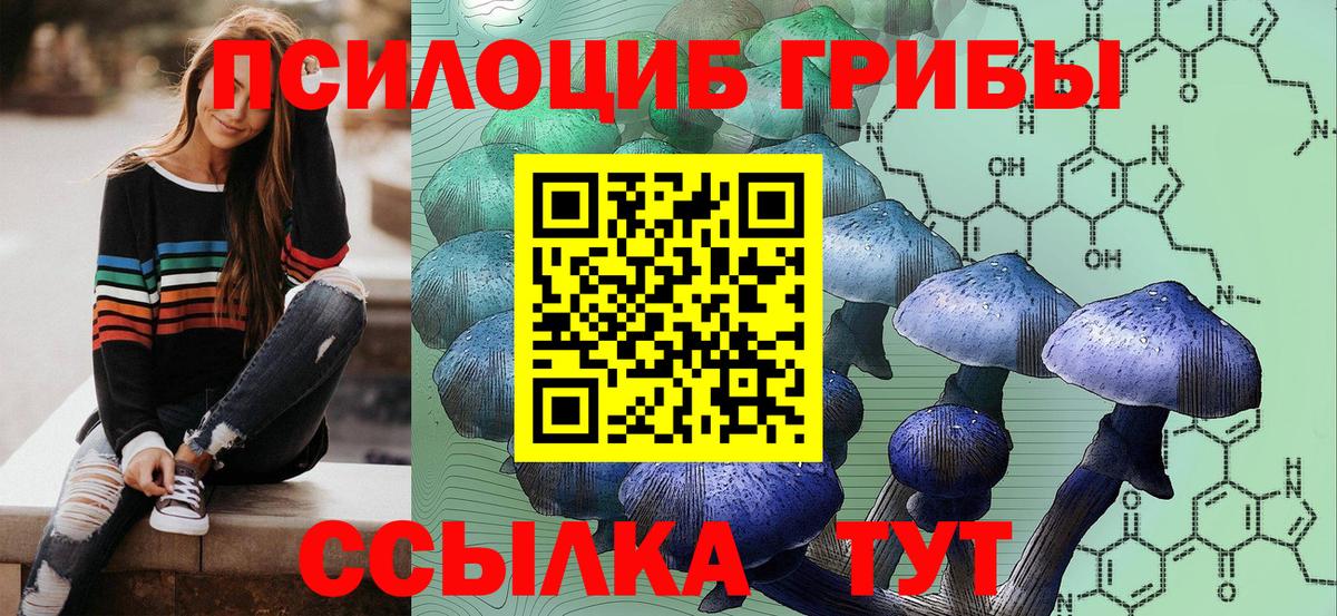 Строитель  Галлюциногенные грибы Psilocybine cubensis  Вход с VPN  Псилоцибиновые грибы Psilocybe 